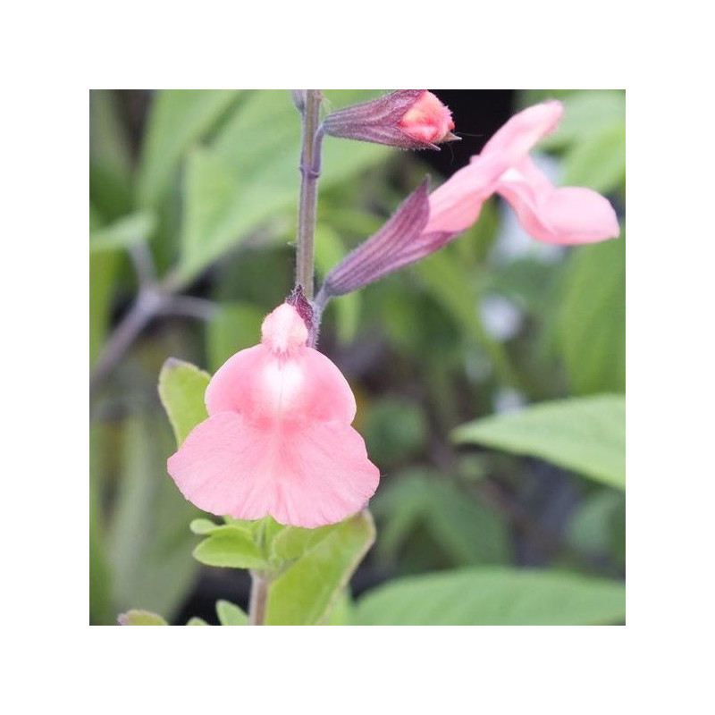 S. microphylla 'Ribambelle'