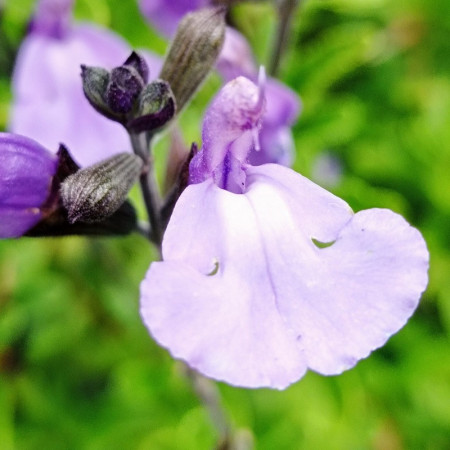 Salvia microphylla 'So cool pale blue'