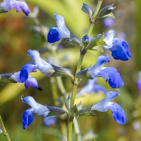 S. reptans 'West Texas'
