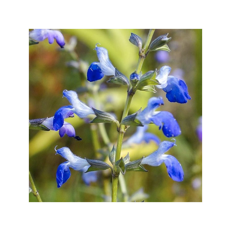 S. reptans 'West Texas'