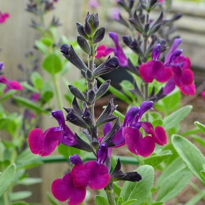 S. x jamensis 'Violette de Loire'