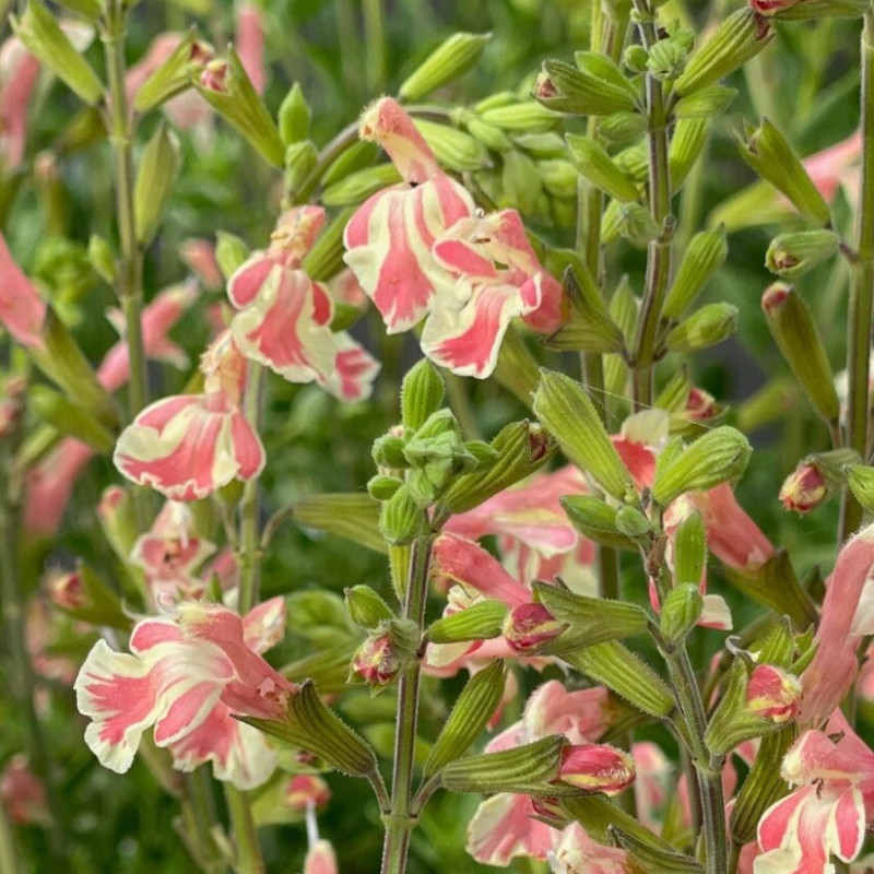 S. x jamensis 'Belle de Loire'