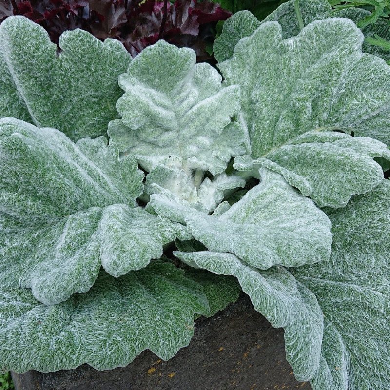 Sauge argentea