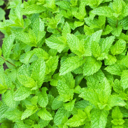 Menthe marocaine