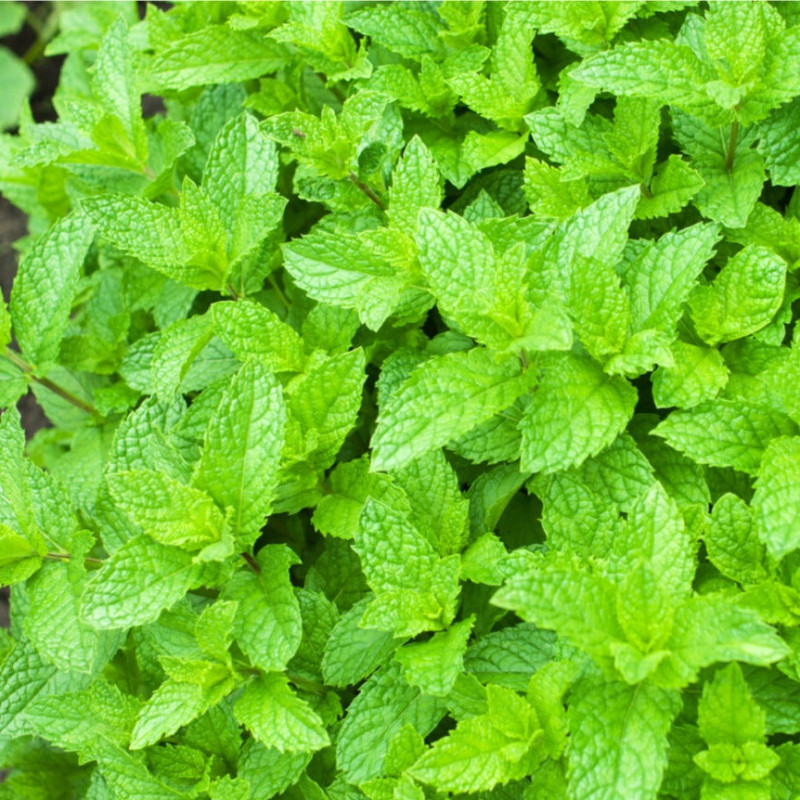 Menthe marocaine