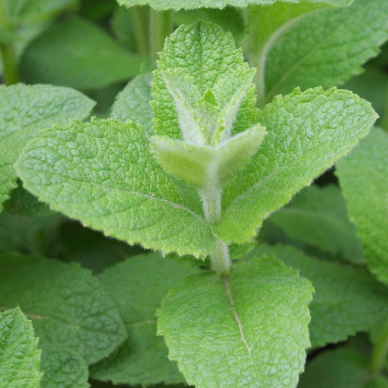 Menthe Pomme