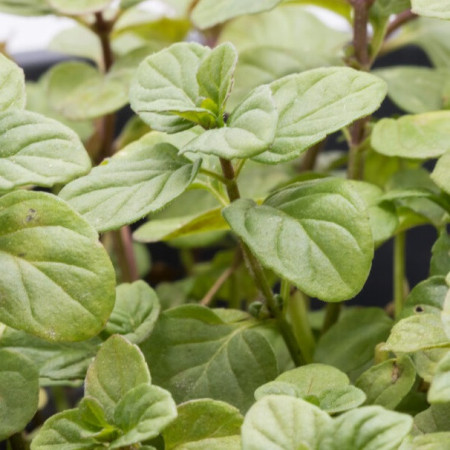 Menthe bergamote