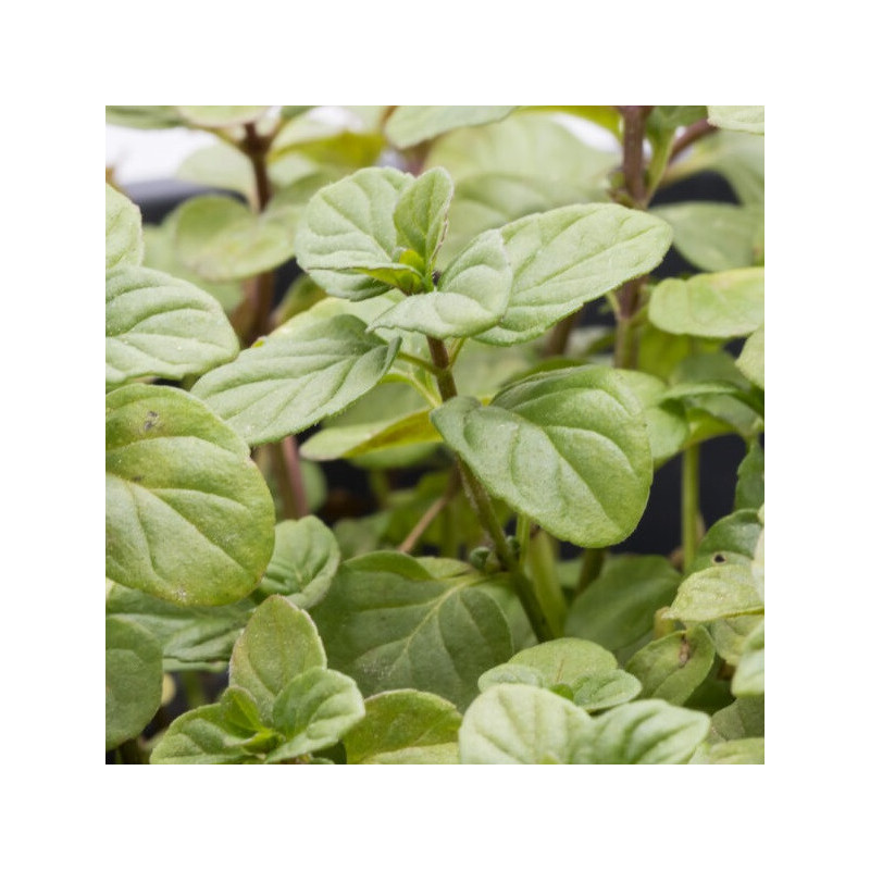 Menthe bergamote