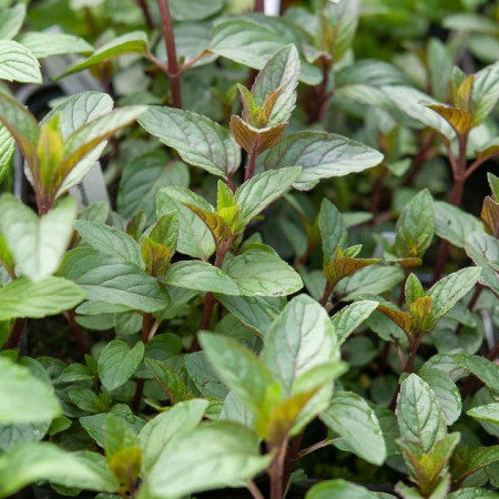 Menthe chocolat