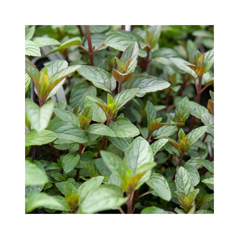 Menthe chocolat