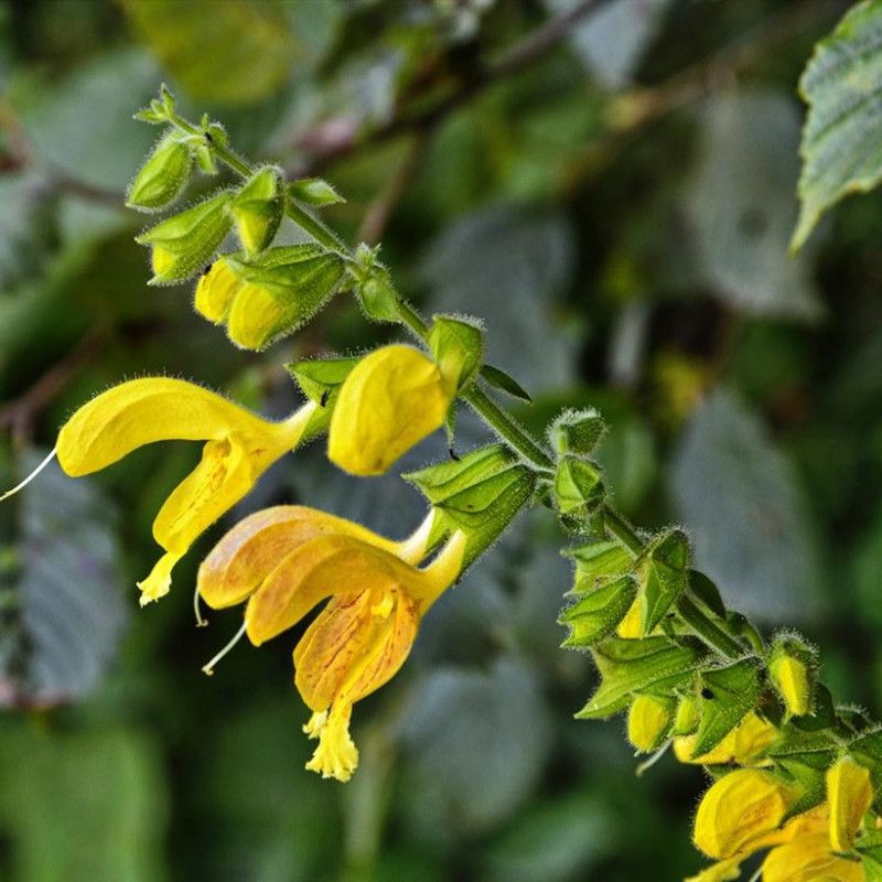 S. glutinosa