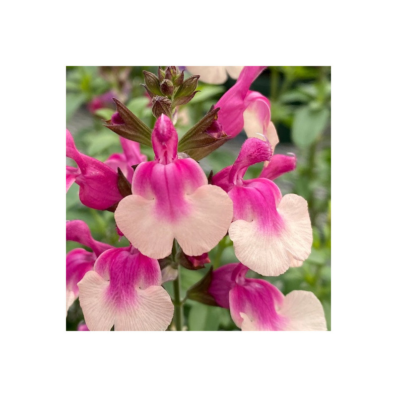 S. greggii 'Mirage Bicolor'