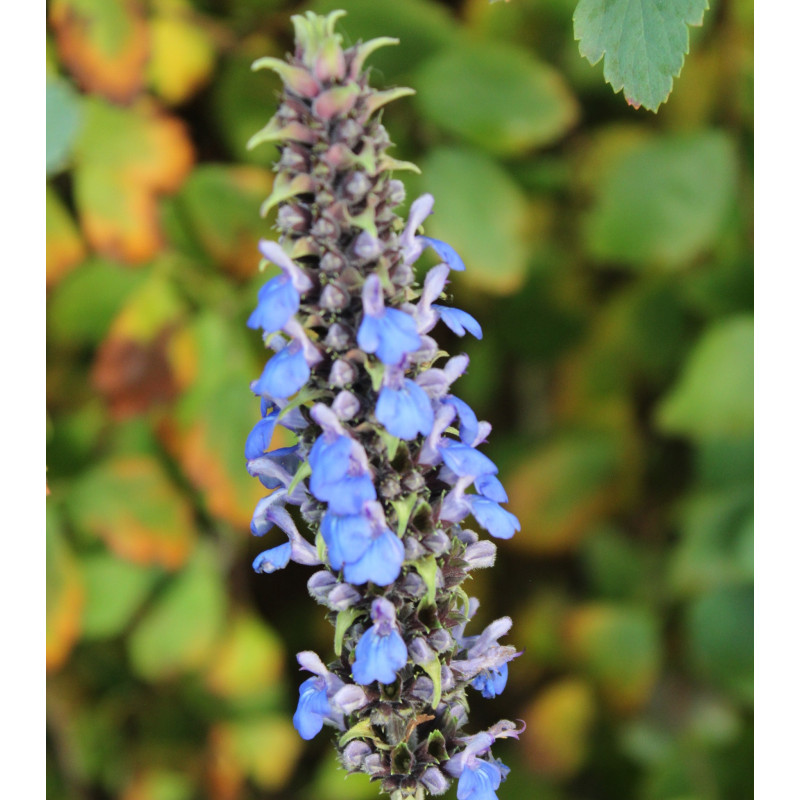 S. congestiflora