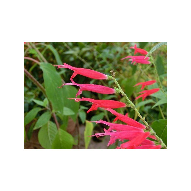 Sauge ananas (S. elegans)