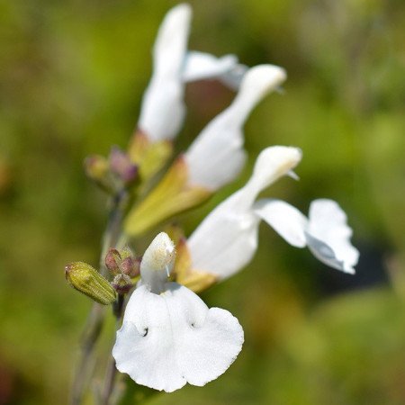 Sauge microphylla 'Gletsjer'