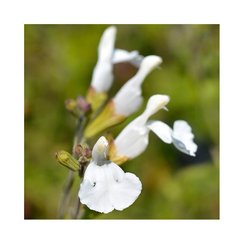 Sauge microphylla 'Gletsjer'