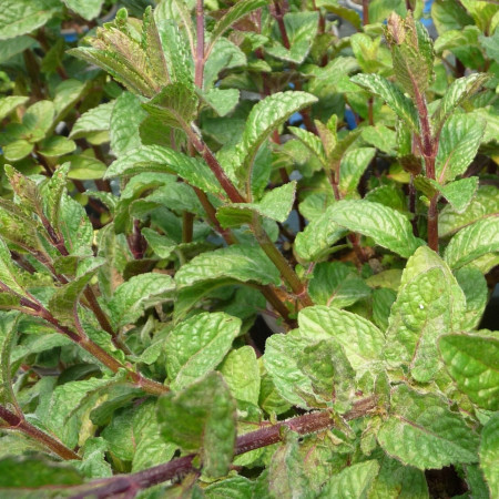 Menthe Cassis