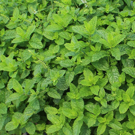Menthe Caramel