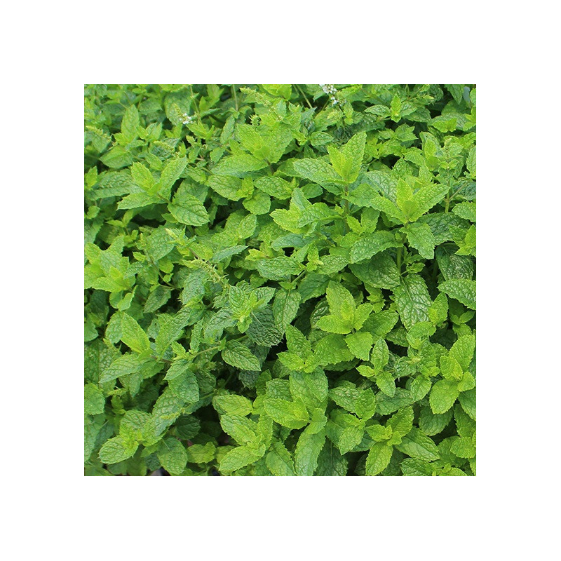 Menthe Caramel