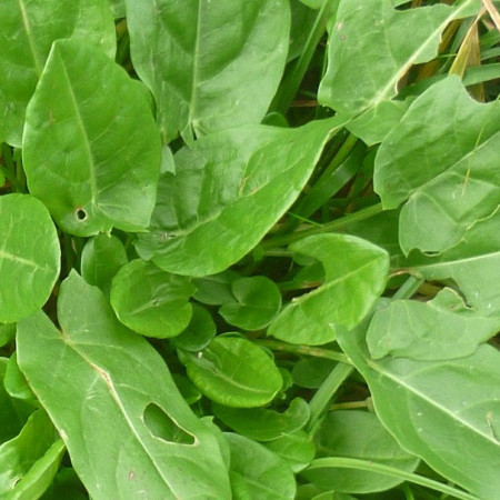 Oseille Verte