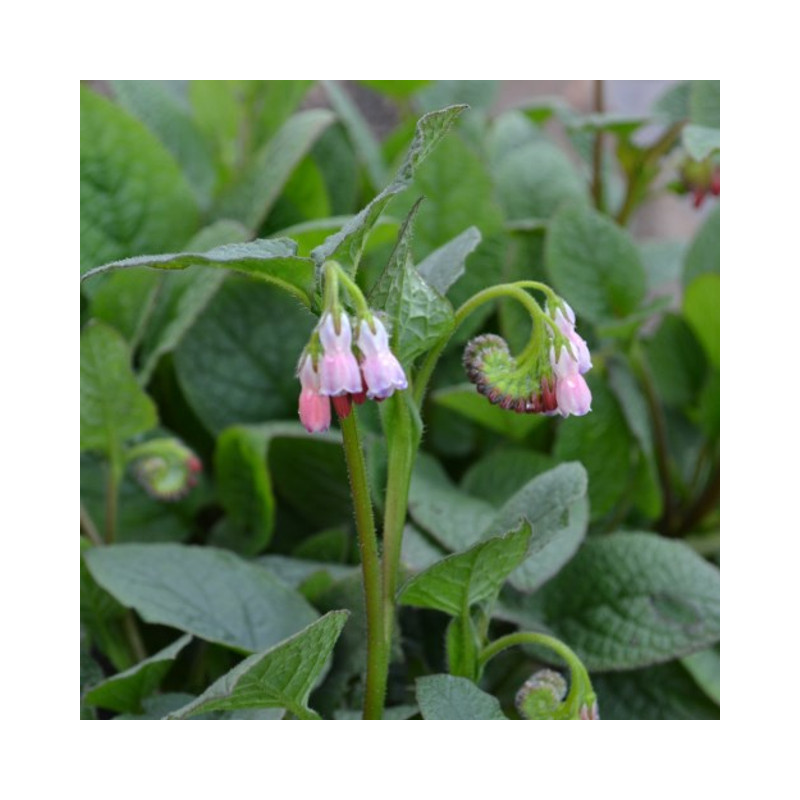 Consoude 'Hidcote Pink'
