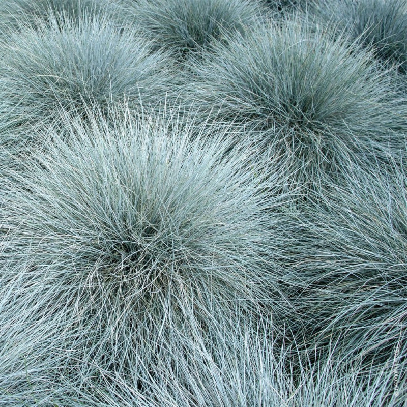 Fétuque bleue