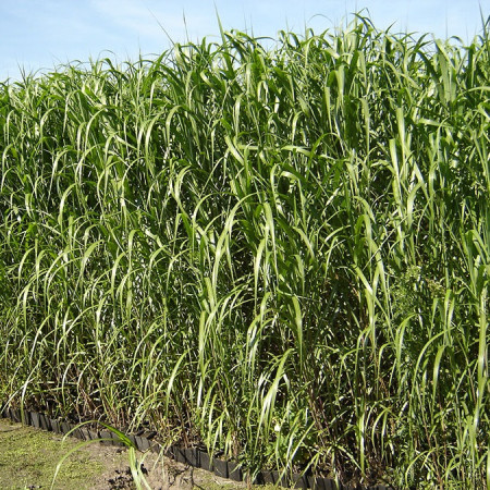 Miscanthus géant