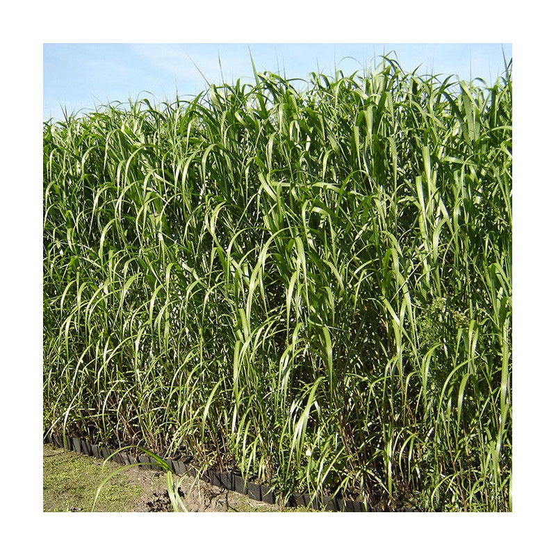 Miscanthus géant