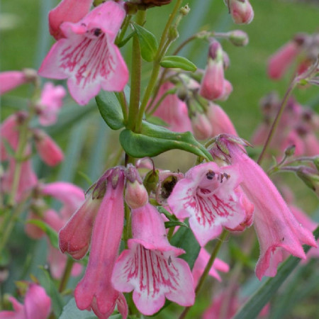 Penstemon 'Evelyn'