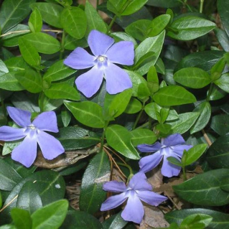 Petite pervenche bleue
