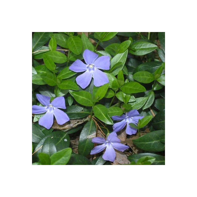 Petite pervenche bleue