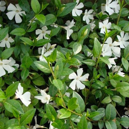 Petite pervenche blanche