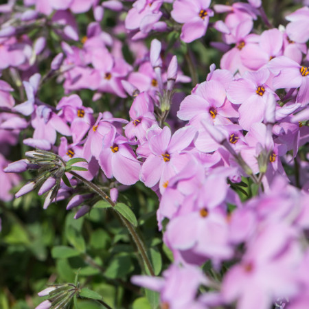 Phlox stolonifera 'Sweet Seduction Pink'