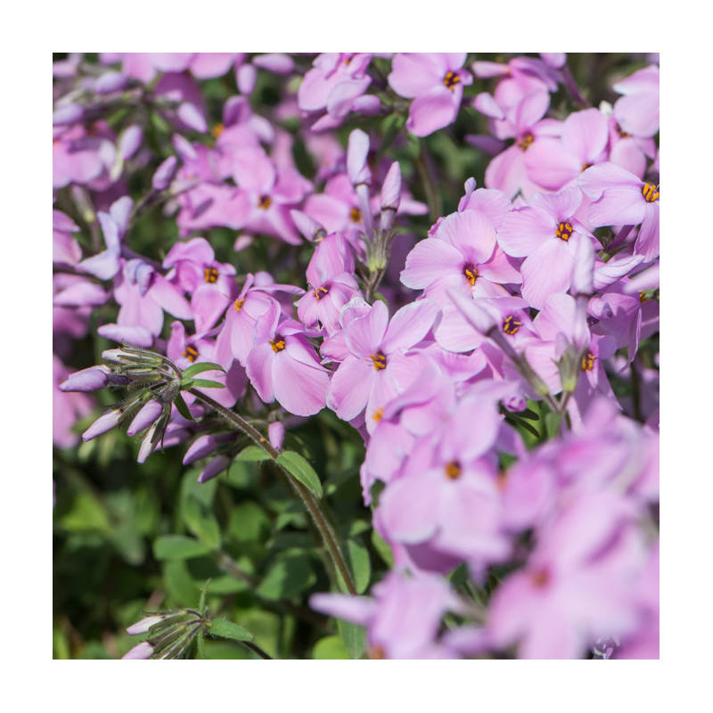 Phlox stolonifera 'Sweet Seduction Pink'