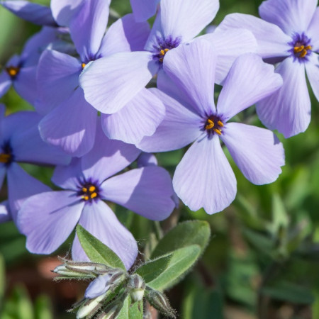 Phlox stolonifera 'Sweet Seduction Blue'