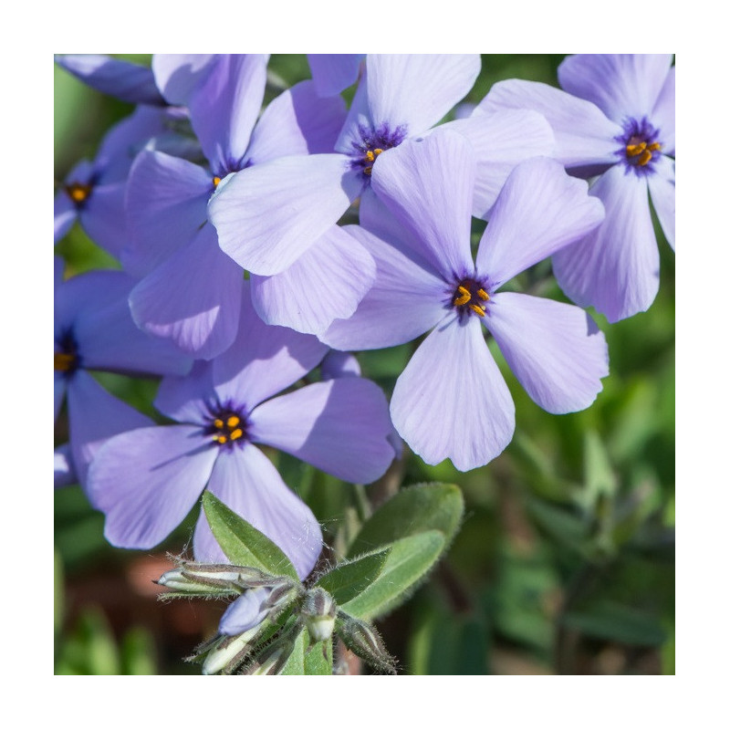 Phlox stolonifera 'Sweet Seduction Blue'
