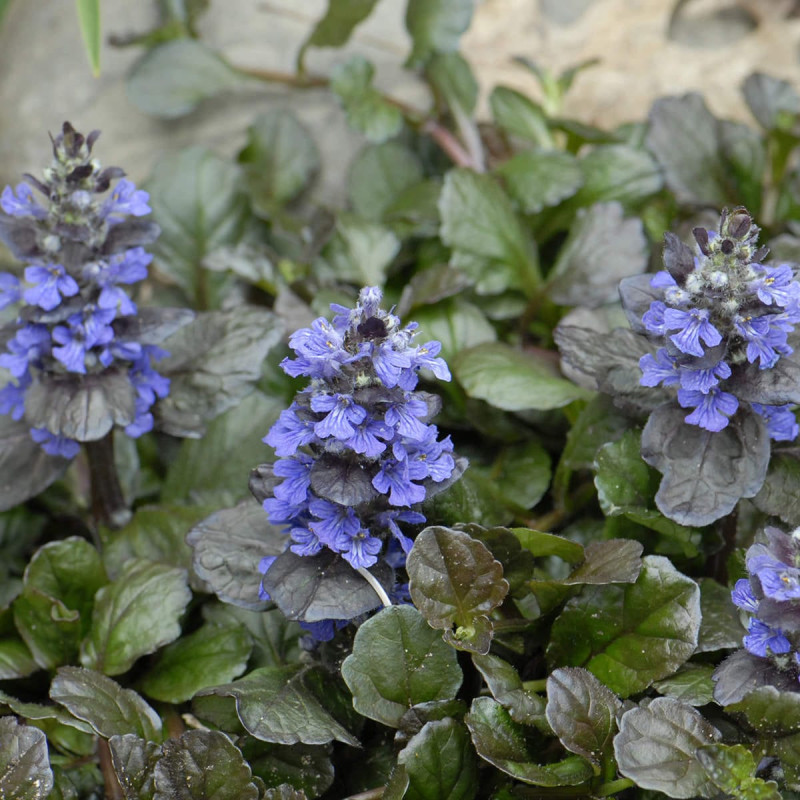 Bugle rampante