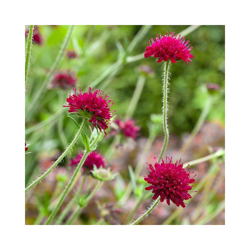Petite Scabieuse de Macédoine