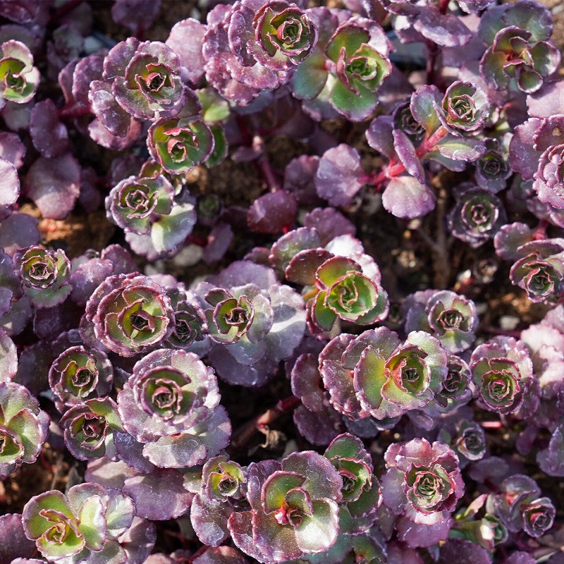 Sedum spurium 'Purple Winter'