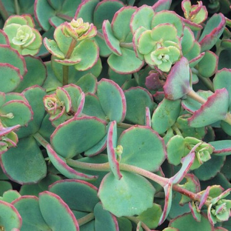 Sedum de Siebold