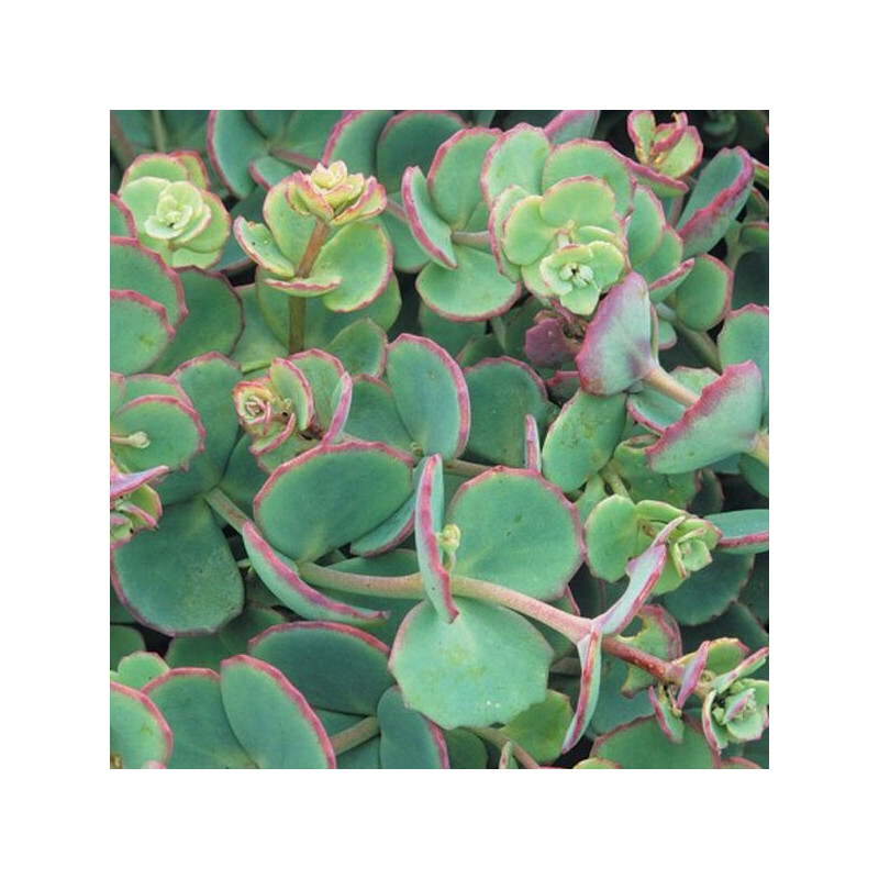 Sedum de Siebold