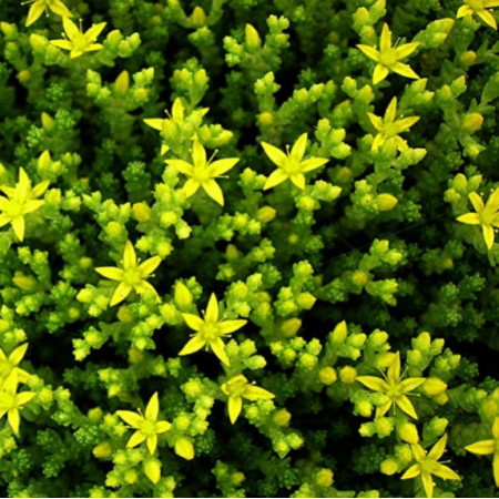 Sedum acre