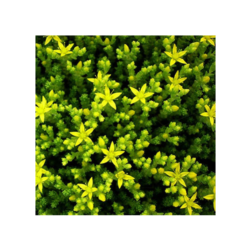 Sedum acre