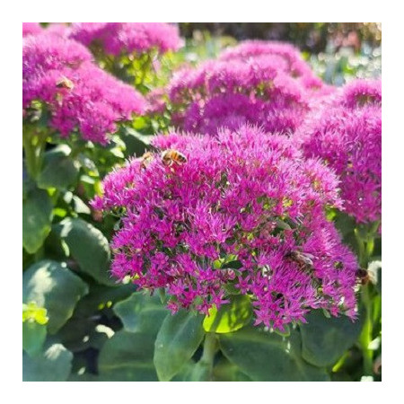 Sedum haut 'Brillant'