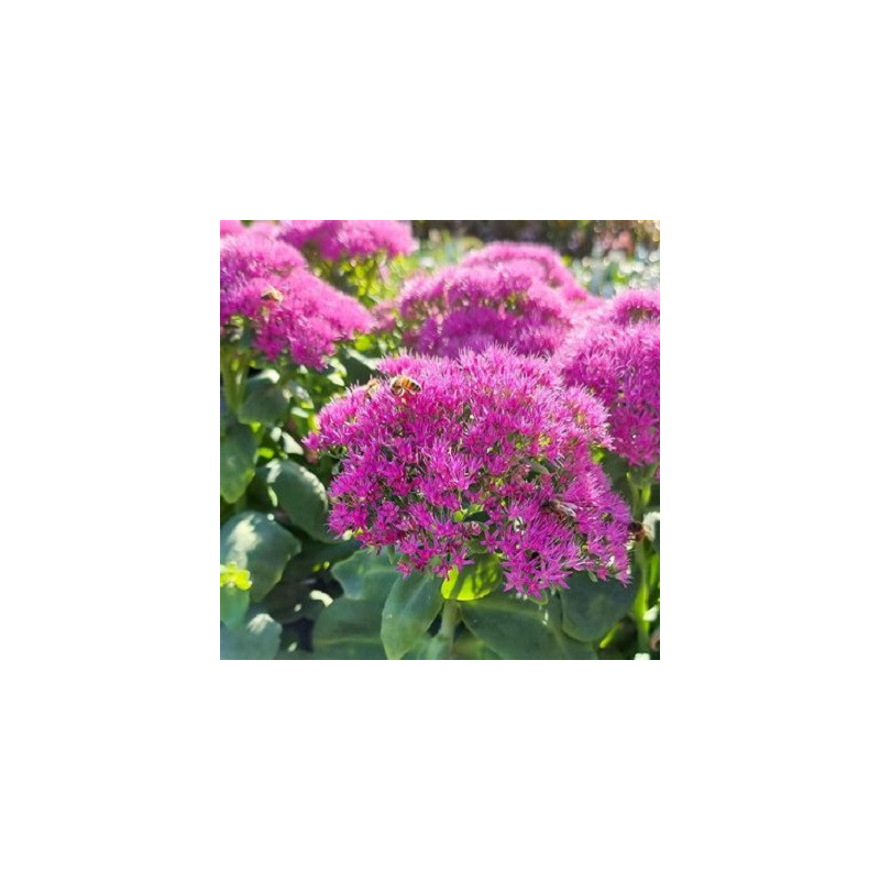 Sedum haut 'Brillant'