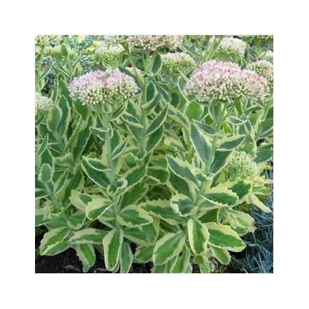 Sedum haut 'Elsie's Gold'