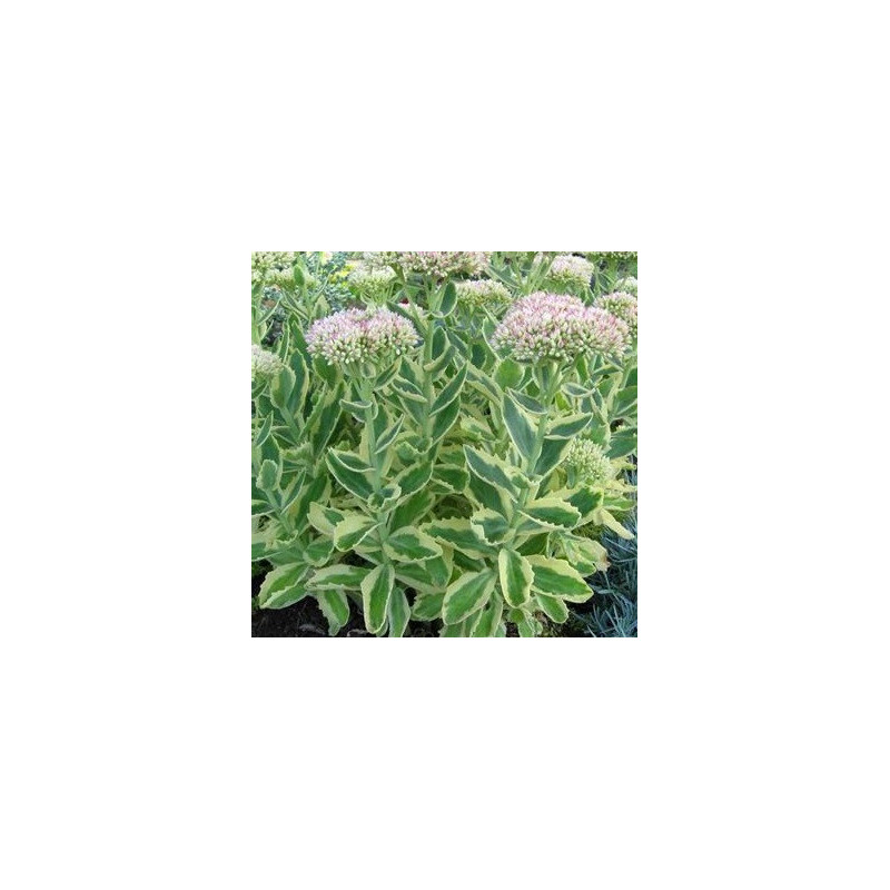 Sedum haut 'Elsie's Gold'