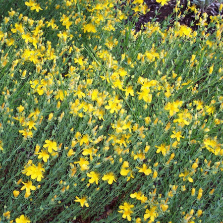 Millepertuis du Mont Olympe