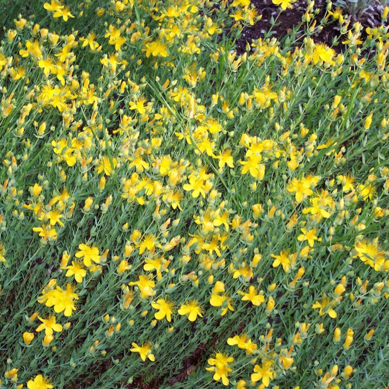 Millepertuis du Mont Olympe