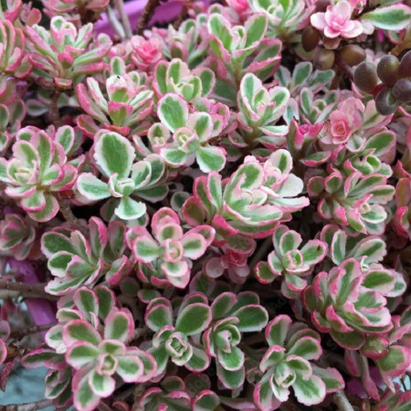 Sedum spurium 'Tricolor'